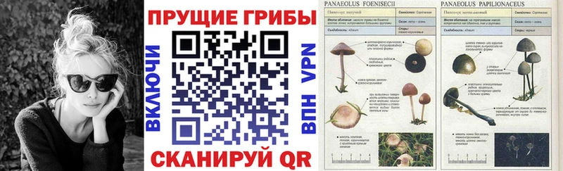 Псилоцибиновые грибы Psilocybine cubensis  Анапа 